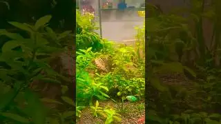 Best Quality Aquarium Showcase! #trending #shorts #viral #youtubeshorts #trendingshorts