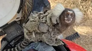A cegonhas chegou e deixou dois filhotes na turma de sagui. #sagui #filhotes 