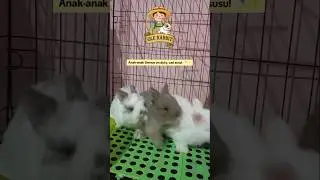 Tiny babies sprinting for milk 🐰💨🍼 #olerabbit #pets #babyanimals #milktime #sweetmoments #minifluff