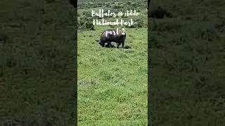 Buffalos @ Addo  #nationalpark #southafrica, part 2!