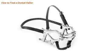 How to Find a Dental Halter