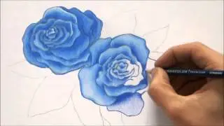 How To Draw Blue Rose |  Roses Color Pencil Drawing
