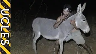 Catching Wild Ass (Barehanded)