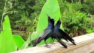 Grackle mating dance