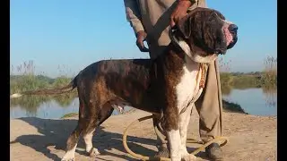 Desi Bully Pakistani Kutta Information