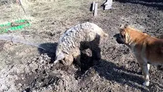 КАК ВЫГЛЯДИТ ЗАГОН У СВИНЕЙ ВЕСНОЙ