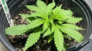 How to top cannabis plants. Easiest way to top marijuana plants. Optic LED, growing Cookies Kush!