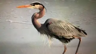 great blue heron song call