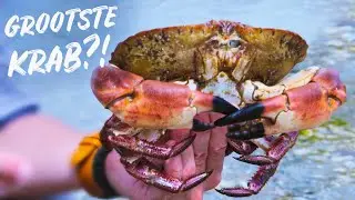 Hoe hard knijpt een Noordzeekrab? | Hilmar op Seafari