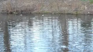 FZ150 waterflow and ducks @ 50p avchd progressive