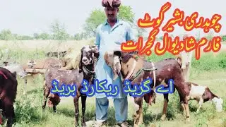 Shadiwal goat Farm gujrati beethal and Goats Master shadiwal City gujrat