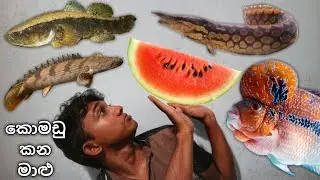 මේ මාළු දැකල තියෙනවද...? | NEW Tire track EEL and Water Cow Goby!!!