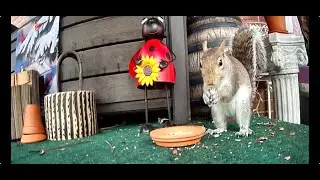 Eastern Chipmunk Washy Washy, Sparrows and Ruby-Throated Hummingbirds Dancing in the Garden