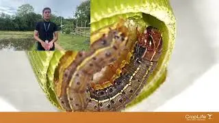 Case Study 5: Biotech Crops for Pest Resistance April 12, 2025