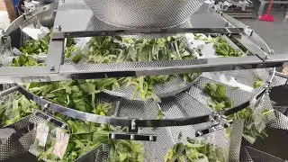 Fresh Washed Ready to Eat Green Vegetable Salad Weigher