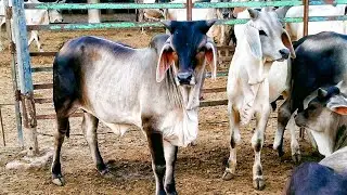 Pure Kankrej Breeders | Indian Kankrej cows | Khanabadosh Life