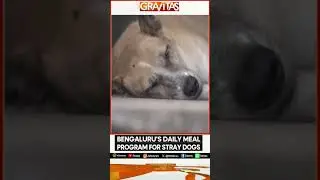 Bengaluru To Feed Chicken Rice To 5,000 Dogs Daily | BBMP&rsquo;s ₹2.9 Cr Plan | WION