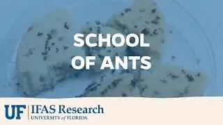 UF/IFAS Research | School of Ants