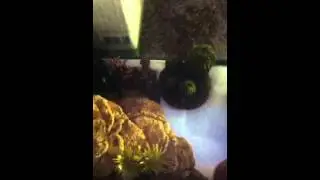 Helmeted Gecko
