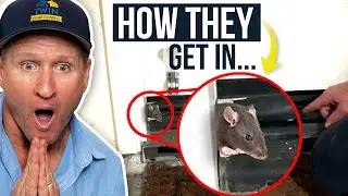 Rodents in your walls? How they're getting inside... -Twin Plumbing