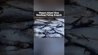 Umpan Ikan Bandeng Paling Ampuh #ikan #bandeng #fish #fishing #animal #shorts #fyp
