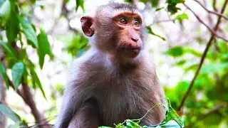Macaque daily life in Crab_Monkey group