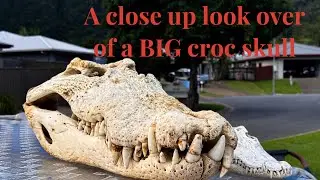 CLOSE UP BIG CROC SKULL