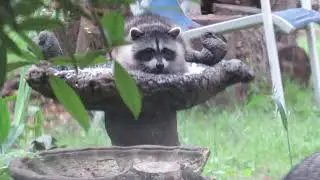 Mama Blue Eye Introduces New Kits to the Birdbath