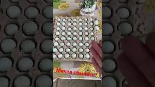#перепела #Селадон#инкубацияяиц