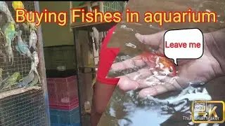 Buying Fishes in aquarium | Leaving Fish in ponds | Gold fish vs shark