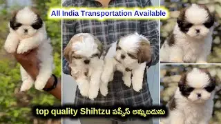 Show quality Shihtzu puppies for sale in telugu/8143226849 /aj pets