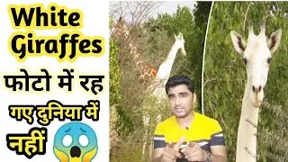 White Giraffes बेरहमी से मार दिया |Giraffe Facts|Hindi Facts|Random Facts|Animals Facts|Bird Facts