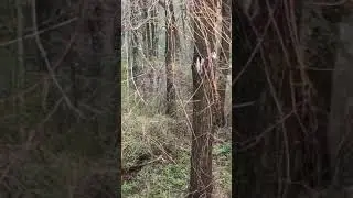 A deer in city woods #shorts