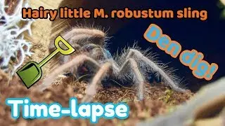 Sling Time-lapse Dig: Megaphobema robustum