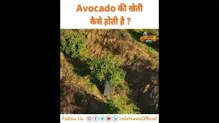 Avocado क्यों होता है इतना महंगा ? कैसे की जाती है इसकी खेती