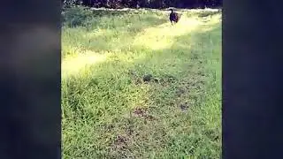 Cuando sale a pasear mi kiara