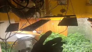 indoor marijuana with solar & LEDs.