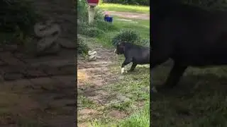 Dog VS snake 🐍