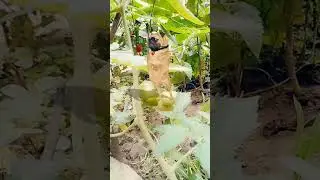 patli kamariya dog 🐶 funny # dance 🤣 viral # video 🤩 trinding #shorts