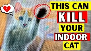 If You Have an Indoor Cat, Never Do This! (Scientists Warn)