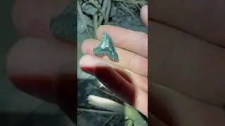 Digging Reveals Ancient Fossil Shark Tooth!