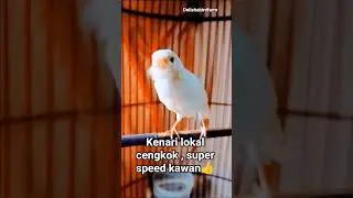 Masteran kenari juara kawan👍 #kenarigacor #kenarijuara #Kenaringerol #Birdsong #Bird