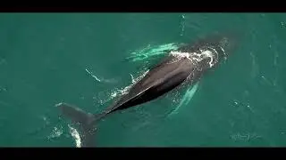 Humpback whale in Loch Ainort, Skye