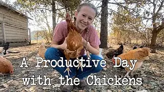 A Productive Day with the Chickens | Feathers Forever