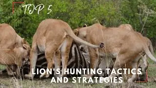 Top 5 Lion's Hunting Strategies and Tactics  | wildlife | Amazing Animals
