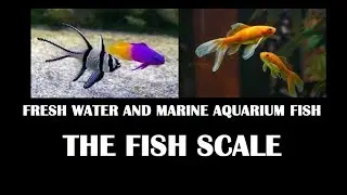 How does the fish gills work?