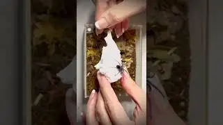Когда это вырастет 👀💜 #распаковка