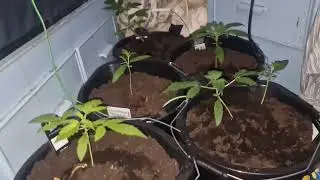 Gorilla zkittlez and lemon cherry cookies grow