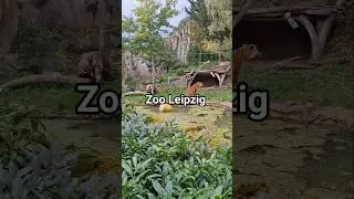 Вот почему сюда возвращаются снова и снова #zoo #germany  #animals #nature