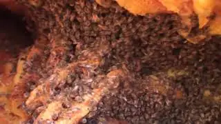 Live Bee Removal | Orange County, CA